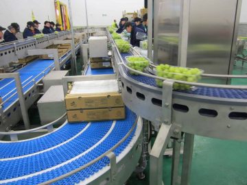 Conveyor system fruit and vegetables
